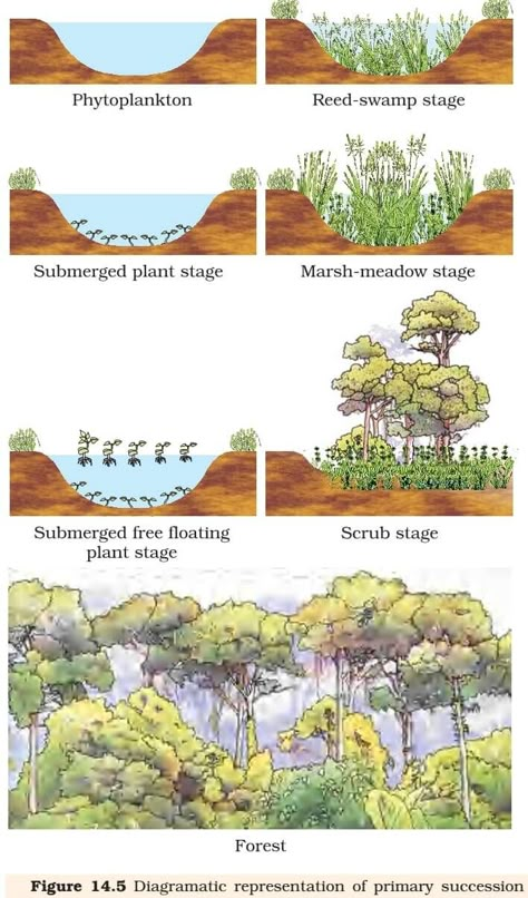 Secondary Succession, Ecological Succession, Ecology Design, Natural Swimming Pools, Green City, Earthship, Environmental Science, World Building, Water Systems