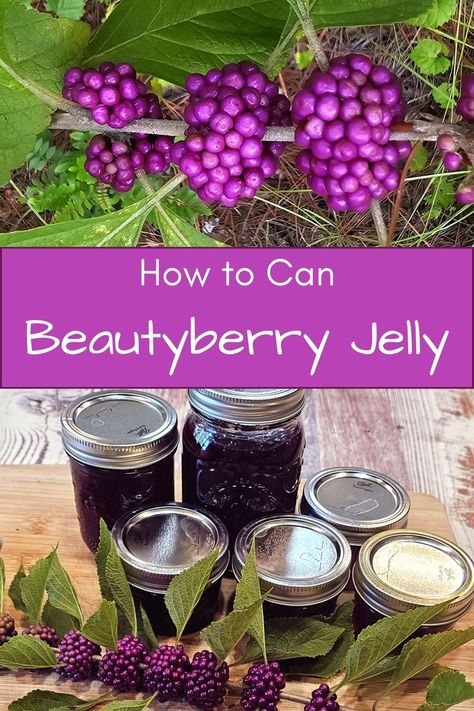 Beautyberry Jelly Recipe, American Beauty Berry Jelly, Beautyberry Jam, Pinecone Jelly, Beauty Berry Recipe, Beauty Berry Jelly Recipe, Beauty Berry Jelly, Beautyberry Recipes, Beautyberry Jelly