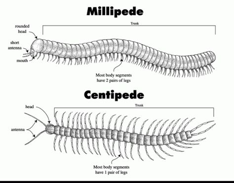 centipede-vs-millipede-570x447.gif (570×447) Millipede Drawing, Millipedes, Centipedes, Cool Bugs, Cute Rats, Arthropods, Blog Images, Cute Photography, Arachnids