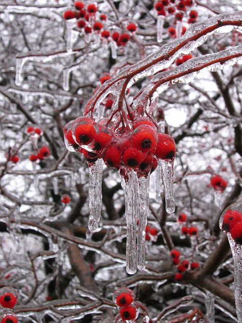 So beautiful! #winter #spring #weather #Canada Frozen Rain, Photography Inspiration Nature, Freezing Rain, Crab Apple, Frozen In Time, Winter Magic, Winter Beauty, Spring Aesthetic, Winter Pictures