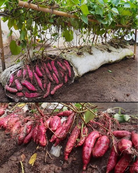 Kebun Herbal, Sweet Potato Plant, Potato Gardening, Vertikal Garden, Growing Sweet Potatoes, Small Vegetable Gardens, Vegetable Garden Diy, Indoor Vegetable Gardening, Growing Potatoes