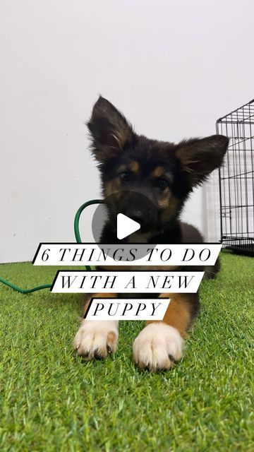 Lexi OHaver | K9 Summit Training on Instagram: "Just got a new puppy & want to train…but don’t know where to start?   Here are 6 things you can do at home with your new pup!   1. CRATE TRAIN: this is the most important piece of structure you can implement into your pups lifestyle. Crates are meant to be a safe, den-like space for them where they can go to decompress. Young puppies need around 16-18 hours of sleep a day, so use this to your crate training advantage!  2. TETHERING: teach your pup to be independent! They should be learning how to do nothing & relax without the need for constant stimulation/validation from a human! Teach your pup to self soothe & settle!  3. GROOMING + HANDLING PREP: you can prepare your pup from a young age for future vet & grooming visits by practicing touch Puppy Set Up Ideas, Crate Train, Be Independent, Potty Pads, Potty Training Puppy, Do Nothing, Crate Training, Puppy Training, New Puppy