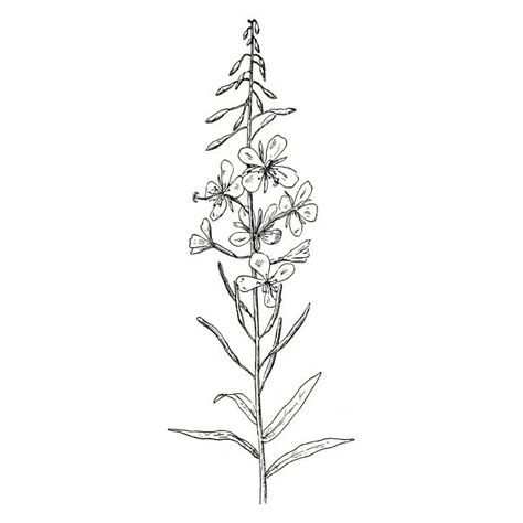 Fireweed Drawing, Fireweed Tattoo, Alaska Tattoo, Moutain Tattoos, Beginner Tattoos, Bestie Tattoo, Chest Piece Tattoos, Red Ink Tattoos, Clipart Free