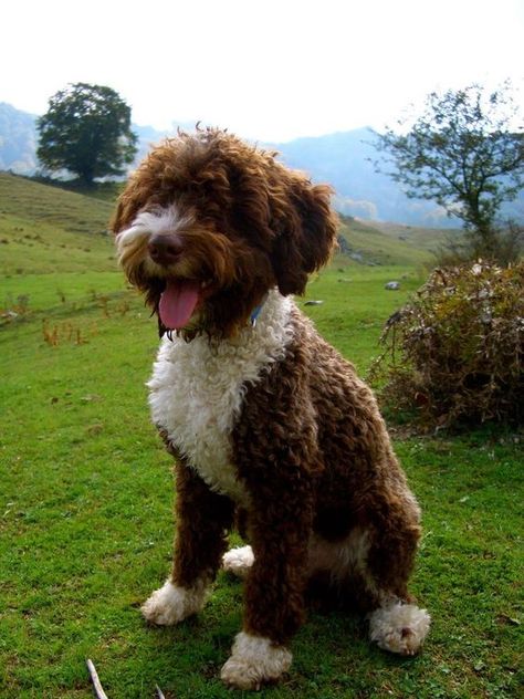 65+ Best Lagotto Romagnolo Dog Names Italian Water Dog, Labrador Doodle, Truffle Dog, Lagotto Romagnolo Puppy, Italian Truffles, Hypoallergenic Dog Breed, Gentle Spirit, Lagotto Romagnolo, Really Cute Puppies