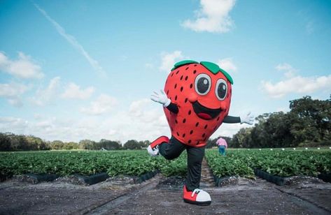 Strawberry Festival Plant City, Florida Trips, Plant City Florida, Strawberry Festival, Strawberry Season, Plant City, End Of Winter, Bloom Where You Are Planted, Florida Travel