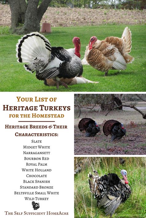 Your List of Heritage Turkey Breeds For the Homestead Heritage Turkey Breeds, Turkey Breeds Chart, Turkey Enclosure Ideas, Turkey Homestead, Turkey House Coop, Turkey Housing, Turkey Coop Ideas, Turkey Pen Ideas, Turkey Coop Ideas Buildings