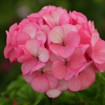 Geranium, Divas Ice Rose Jade Plant Care, Ice Rose, Ivy Geraniums, Seeds Color, Geranium Flower, Deer Resistant Plants, List Of Flowers, Rose Geranium, Annual Flowers