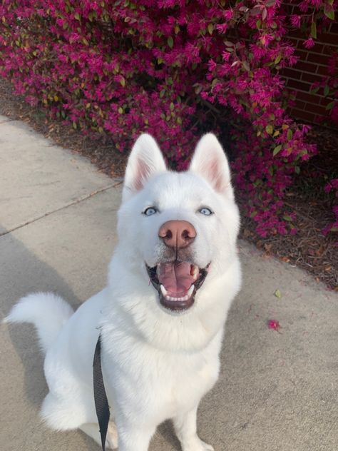 Dogs And Puppies Husky, White Husky Aesthetic, Albino Husky, All White Husky, Husky Aesthetic, German Shepherd White, Dogs Samoyed, White Husky Puppy, White Shepherd Dog