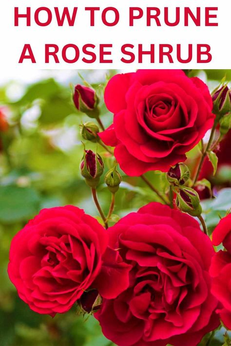 How To Prune A Rose Bush - Peaceful Living NH Trim Rose Bushes, Rose Bush Care, Rose Hedge, How To Trim Bushes, Ground Cover Roses, Pruning Roses, Curb Appeal Landscape, Lilac Bushes, Rose Care