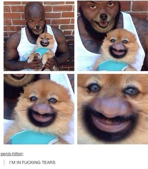 The Werewolf and His Smug-Ass Little Sidekick | The 16 Most WTF Animal Face Swaps Funny Face Swap, Face Swaps, 웃긴 사진, Funny Animal Memes, Animal Faces, Really Funny Memes, Super Funny, 귀여운 동물, Animal Memes