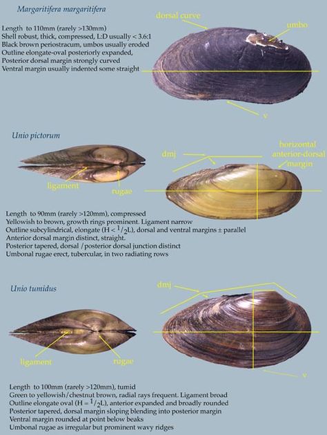 Freshwater Mussels 2 of 2 Freshwater Mussels, Mussel Shell, Gold Money, Cowrie Shells, British Wildlife, Cowrie Shell, Life Cycles, Aquariums, Agriculture