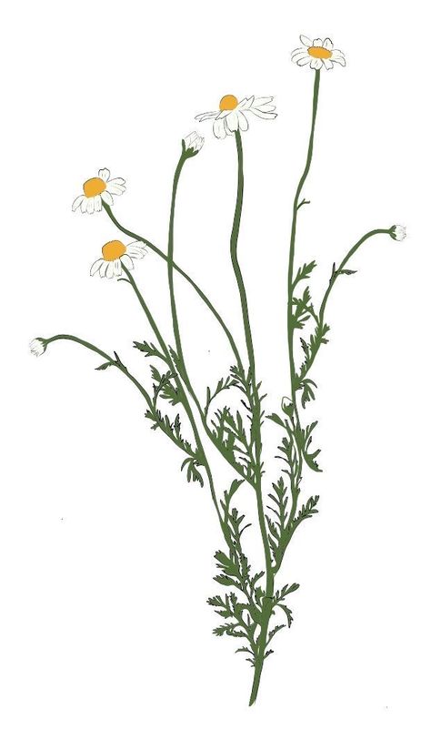 Chamomile Plant, Botanical Journal, Plant Tattoo, Drawing Prompt, Floral Illustration, Chamomile Flowers, Beauty Tattoos, Floral Illustrations, Tattoo Sketches