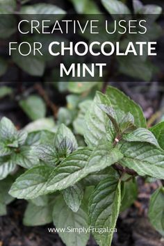 Mint Plant Uses, Chocolate Mint Plant, Mint Herb, Mint Garden, Growing Mint, Types Of Herbs, Mint Plants, Chocolate Mint, Herbs Indoors