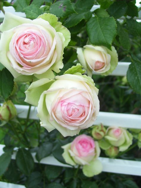 Rose Climbing, Eden Rose, Green Roses, Climbing Rose, Pink Shades, Have Inspiration, Colorful Roses, David Austin, Climbing Roses