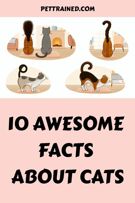 Illustrations of cats in various poses above the text "10 Awesome Facts About Cats". Tapetum Lucidum, Fun Facts About Cats, Cats Facts, First Time Cat Owner, Facts About Cats, Polydactyl Cat, Cat Problems, 10 Interesting Facts, Cat Purr