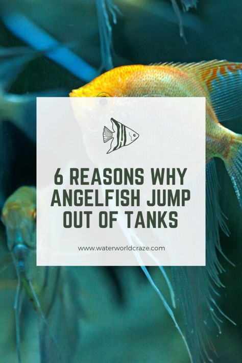 Did one of your angelfish recently jump out of its tank? This article will show you the reason for that and what you should do to stop your angelfish from jumping out of the tank!    Click/Tap to read now or pin for later :)    #pets #animals #fish #petfish #aquariums #fishtanks #angelfish #angelfishcare #saltwateraquarium #freshwateraquarium Angelfish Tank Ideas, Angel Fish Tank Ideas, Angelfish Tank, Angelfish Aquarium, Angel Fish Tank, Image Of Fish, Water World, Floating Plants, Fish Care