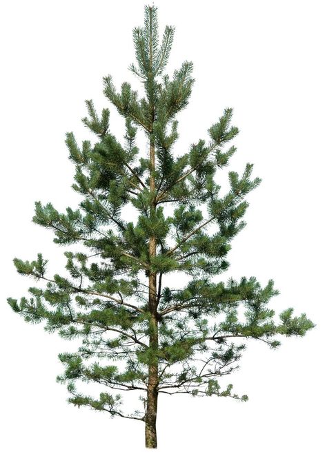 Pine Tree Tree Psd, Outdoor Patio Diy, Tree Textures, Photoshop Resources, Landscape Quilt, Conifer Trees, Landscape Sketch, Redwood Tree, Small Potted Plants