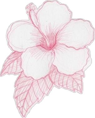 How to Draw Hawaiian Flowers | How to Draw Hawaiian Flowers Step by Step | eHow Draw Hawaiian Flowers, Hawaiin Flowers, Hawaiian Flower Drawing, Sticker To Print, Hawaiian Painting, Flowers Step By Step, Hawaii Flowers, Easy Flower Drawings, Flower Step By Step