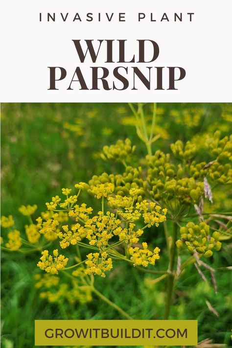 When To Plant Lupine Seeds, Growing Lupine From Seed, Wild Parsnip, Illinois Wildflowers Native Plants, Severe Burns, Salvia Pratensis, Yellow Plants, Invasive Plants, Wild Plants