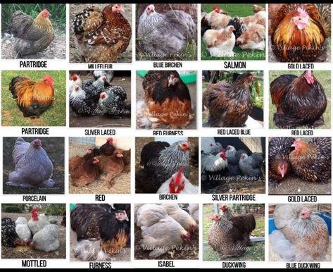 Pekin Bantam Chickens, Pekin Bantams, Pekin Chicken, Cochin Chickens, Chicken Coloring, Bantam Chickens, Chicken Diy, Chicken House, Chicken Farm