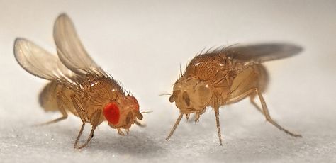 Heroes of research: Drosophila (the fruit fly).  I always loved the flies with curly wings... they can't actually fly, so they hop around and their wings stick up like bunny ears, so it's about as cute as a fly can be. Drosophila Melanogaster, House Fly, Molecular Genetics, White Fruit, Different Colored Eyes, Fruit Fly, Lab Rats, Fruit Flies, Scientific Research