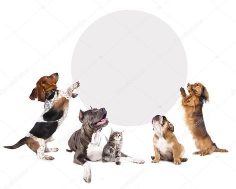 Group Of Dogs, Image Cat, Veterinary Hospital, Photo Grouping, Dog Logo, Free Cats, Pet Sitters, Arte Animal, Cats And Dogs