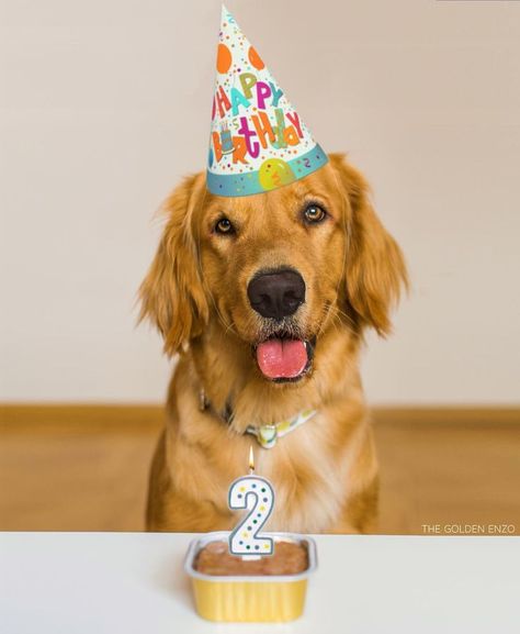 Enzo ❤️ Dog Birthday Pictures, Dog Friendly Cake, Golden Retriever Birthday, Birthday Dogs, Puppy Photography, Dog Photoshoot, Puppy Birthday, Dog Birthday Party, Dog Cake