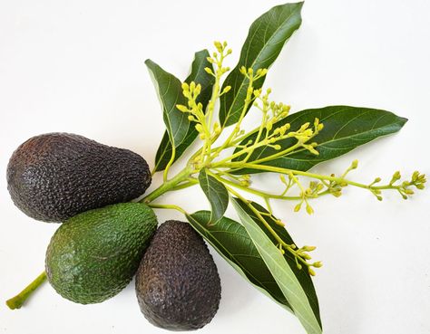 Varieties of Type B Avocado: What You Need To Know - AvoSeedo Avocado Drawings, Avocado Facts, Avocado Flower, Avocado Picture, Avocado Varieties, Female Parts, Avocado Types, Bee Project, Avocado Trees