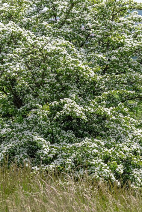 Hawthorn Bush, Hawthorne Tree, Ornamental Horticulture, June Flower, Hawthorn Tree, Small Balcony Garden, Small Shrubs, Tree Base, Perennial Shrubs