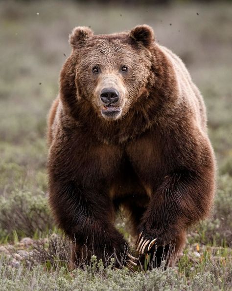 Grizzly Bear Photography, Grizzly 399, Bear Running, Photo Ours, Nature Photography Animals, Running Bear, Bear Photos, Bear Cubs, Grizzly Bear