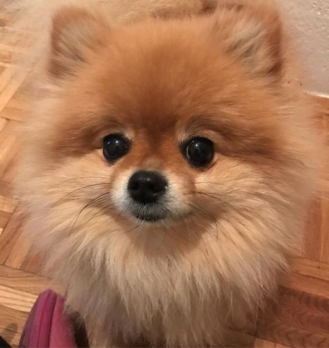 #orangepomeranian #pomeranian #dogsofinstagram #pomeranianpuppy #pom #dog Pom Dog, Dream Dog, Pomeranian Puppy, Pom Pom, Puppies, Orange, Dogs, Animals, Instagram