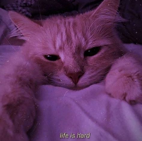 #life #cats #aesthetic #tiktok #photography #pinterest #teddy Cat Profile Picture, Black And Purple Wallpaper, Black Cat Aesthetic, Animal Templates, Cat Profile, Funny Cat Wallpaper, Thee Stallion, Cute Animal Memes, Aesthetic Cat