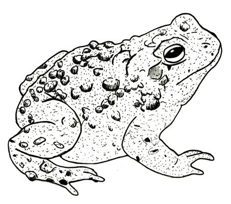 Detailed drawing of a toad Toad Tattoo Simple, Toad Tattoo Design, Toad Tattoos, Toad Drawing, Toad Tattoo, Toad Animal, Stippling Art, Frog Tattoos, Frog Drawing