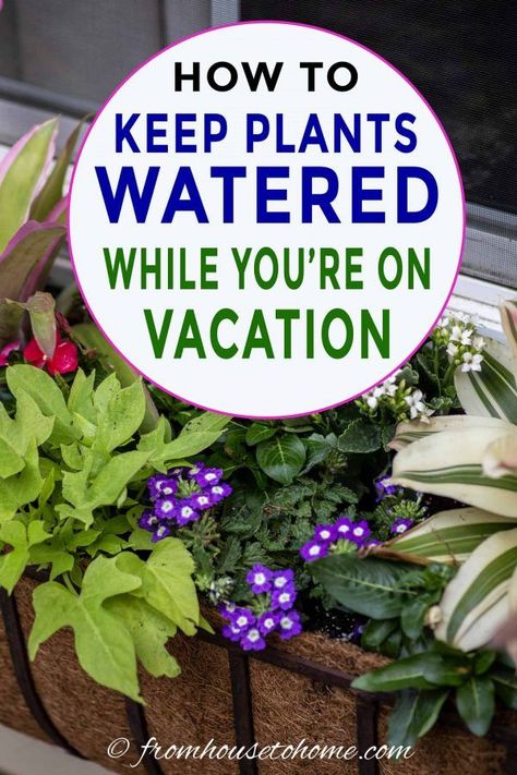 I love this step-by-step tutorial for how to set up an automatic watering system for your containers, window boxes and hanging baskets. It's the best way to keep the flowers in your planters watered while you're on vacation. #fromhousetohome #watering #containers #gardening Container Gardening Design, Container Gardening Herbs, Container Gardening Full Sun, Diy Garden Path, Gardening Tomatoes, Patio Container Gardening, Diy Outdoor Projects, Plant Watering System, Diy Container Gardening