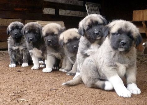 <b>Cuddle muffins, ahoy!</b> Livestock Dogs, Anatolian Shepherd Puppies, Turkish Kangal, Shepard Dog, Kangal Dog, Giant Dog Breeds, Livestock Guardian Dog, Shepherd Dog Breeds, Anatolian Shepherd