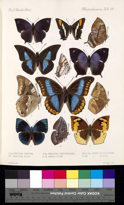 Biologia Centrali-Americana :zoology, botany and archaeology /edited by Frederick Ducane Godman and Osbert Salvin. Insecta. Lepidoptera-Rhopalocera. Volume 3 (1879-1901). www.biodiversitylibrary.org/item/14623. Digitized by Smithsonian Libraries. Scientific Illustration Vintage, Wildlife Art, Mini Art, Metal Poster Displate, Buy Vintage, Art Illustration, Moth, Metal Posters, Framed Art Prints