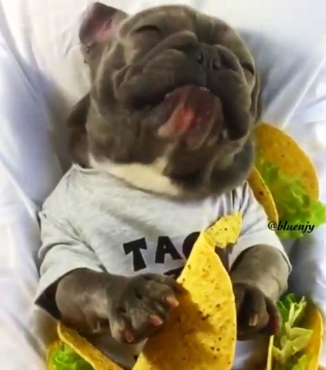 Nothing better than tacos and a puppy eating tacos while wearing a I ❤ tacos shirt #tacos #tacotuesday #tacostacostacos #taco #totd #tacosordie #ilovetacos #love #tacotruck #tacodog #eatingtacos #tacotuesdaymeme #tacotuesdaymemes #meme #memes #sogood #yummy #dog #dogs #dogsofinstagram #nowimhungry #taconight #tacostand #tacosalldayeveryday Taco Tuesday Meme, Puppy Eating, Animal Funnies, Eating Tacos, Taco Humor, Taco Stand, Taco Truck, Taco Shirt, Taco Night