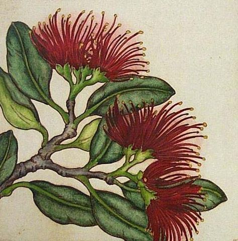 Mary Taylor Pohutukawa Blossom II print Art NZ Lehua Flower Drawing, Maori Artwork, Nz Flowers, Nz Art, New Zealand Art, Maori Art, Rare Birds, Plant Art, Fine Art Gallery