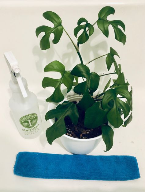 Diy Leaf Shine Spray, Diy Leaf Shine, Money Plants, Diy Leaf, Diy Leaves, Chinese Money Plant, Shine Spray, Diy Recipe, Plant Health