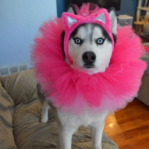 tutu Husky Costume, Cute Dog Halloween Costumes, Amazing Halloween Costumes, Diy Dog Costumes, Cute Husky, Husky Mom, My Husky, A Husky, Snow Dogs