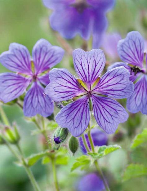 Article: The best Clematis montana for small gardens and containers.   #clematis #plants #flowers #garden #gardens #gardening Geraniums Garden, Geranium Rozanne, Clematis Montana, Hardy Geranium, Geranium Flower, Magenta Flowers, Herbaceous Border, Purple Garden, Flower Spike