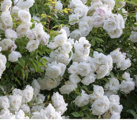 White Garden Rose, Flower Seedlings, Fruit Bushes, Ivy Rose, Sarah Raven, Fragrant Roses, Great Friend, Rose Trees, Garden Rose