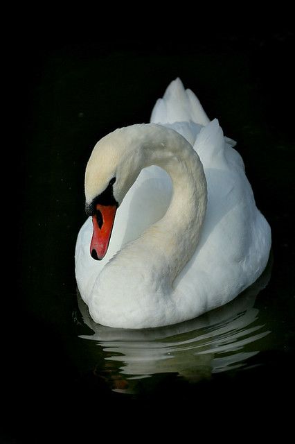 Vogel Gif, Swan Photography, Swan Pictures, Swan Painting, Swans Art, Mute Swan, Beautiful Swan, Hur Man Målar, White Swan