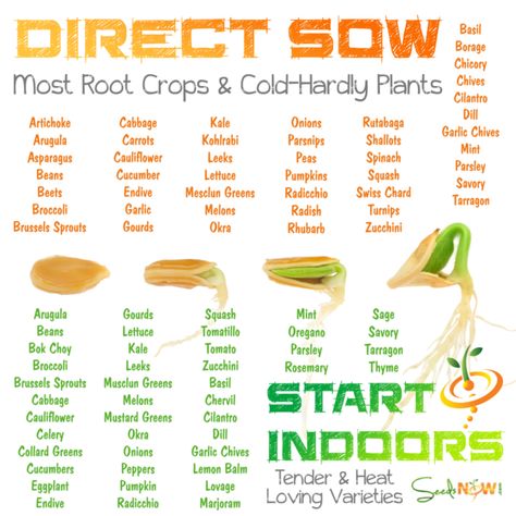 Direct Sow vs. Starting Indoors - Which Varieties Do Best Indoor Seed Starting Setup Diy, Tattoo Plant, Pumpkin Squash, Starting Seeds Indoors, Fall Garden Vegetables, Seed Shop, Heirloom Vegetables, Veg Garden, Garden Soil