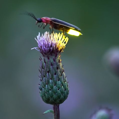 Firefly Images, Firefly Photography, Bug Photography, Good Night Sleep Well, Fire Fly, Firefly Art, Lightning Bugs, Beetle Insect, Coffee Painting