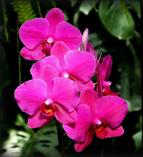 orchids pink - Search Pink Orchids, December 11, Bing Images, High Quality Images, Orchids, Pink