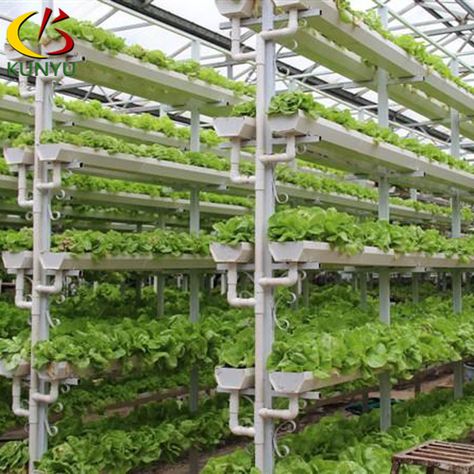 Foshan Kunyu Soilless Culture Greenhouse Vertical Hydroponic Growing Systems For Lettuce - Buy Vertical Hydroponic Growing Systems For Lettuce,Lettuce Growing Pvc Systems,Hydroponic Systems For Lettuce Product on Alibaba.com Lettuce Farming, Lettuce Growing, Hydroponic Lettuce, Greenhouse Farming, Hydroponic Systems, Hydroponic Growing, Vertical Farming, Future Farms, Playground Design