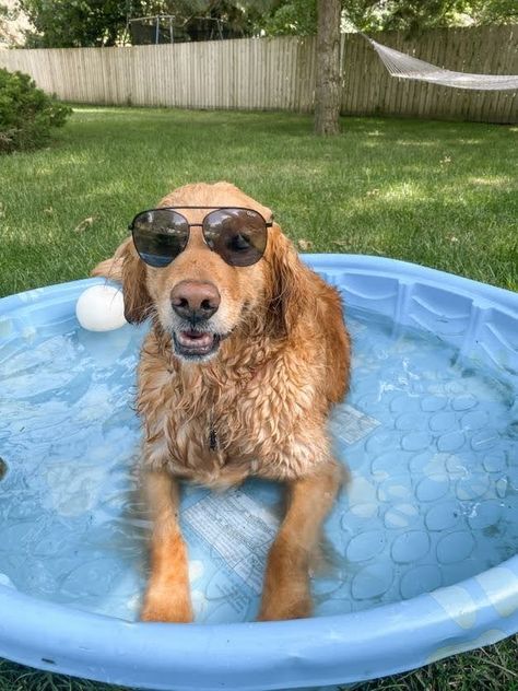 Summer pool party at home that is dog and baby friendly. Complete with baby pool, bubbles and all other summer baby must haves! Also fun items for the dogs too! Pool Speakers, Pool Funny, Outdoor Dog Area, Dog Pool, Baby Pool, Dog Area, Kiddie Pool, Summer Pool, Summer Pool Party