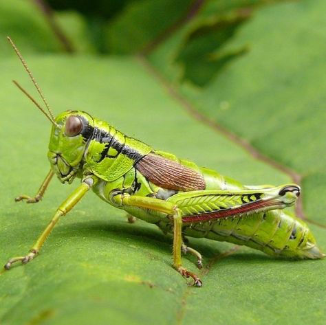 Crickets Insect, Grasshopper Photography, Insect Sketch, Grasshopper Pictures, Grasshopper Art, Bug Reference, Grasshopper Images, Grass Hopper, Agriculture Photography