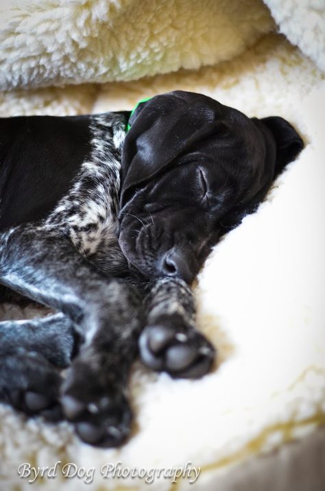 German Shorthaired Pointer Black, German Shorthaired Pointer Training, Gsp Dogs, Gsp Puppies, Short Haired Pointer, German Shorthaired Pointer Dog, Pointer Puppies, German Shorthair, Pointer Dog